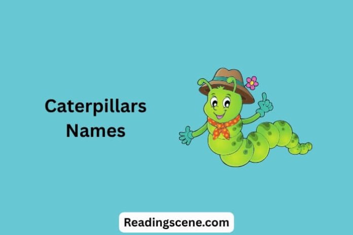 Caterpillars Names