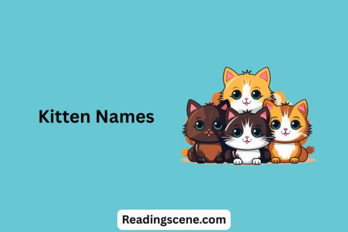 Kitten Names