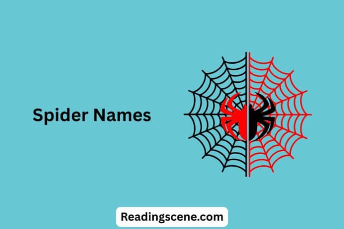 Spider Names